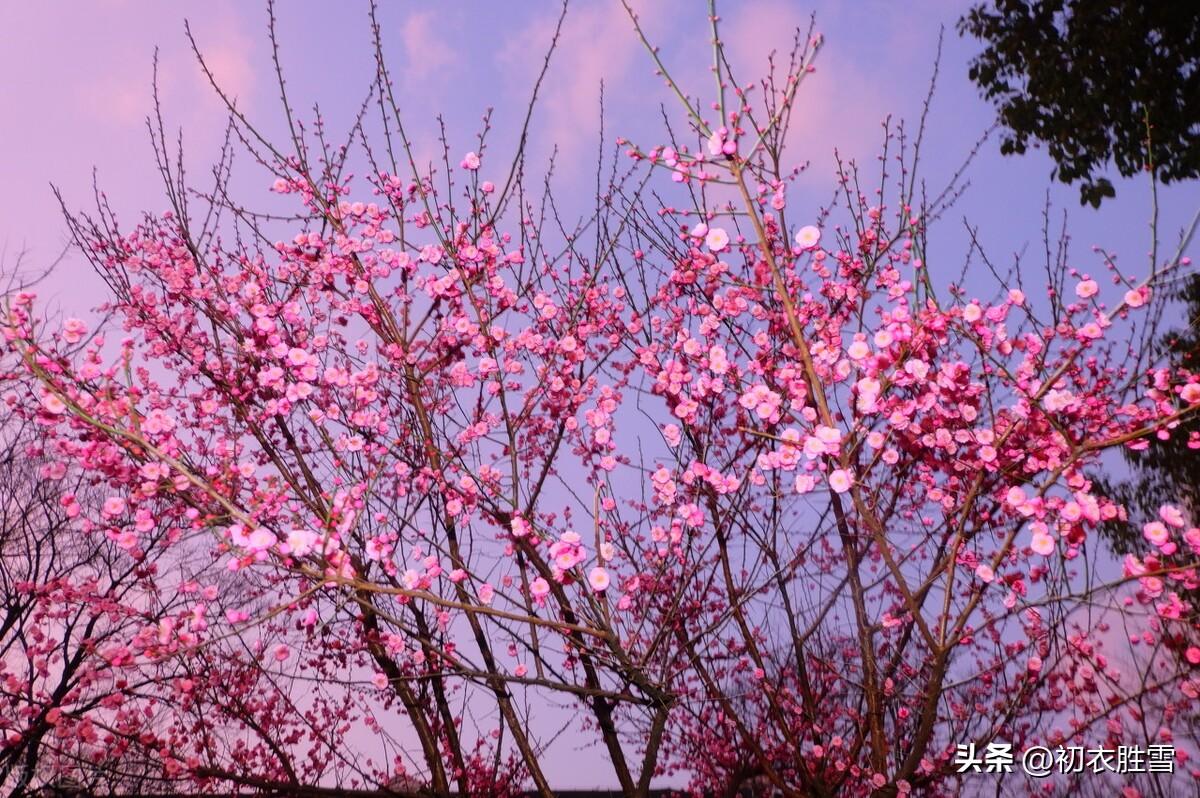 清新落梅诗词七首精选（夜落梅花应满路，半落梅花婉娩香）