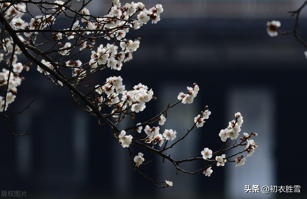 早春梅花优美古诗七首（士女梅花插满头，十里梅花正早春）