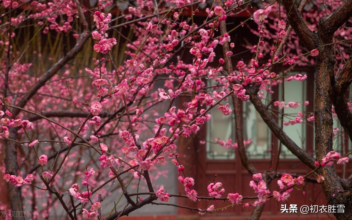 早春春雨梅花五首诗词名句（数声春雨微中酒，绝好梅花大欠诗）