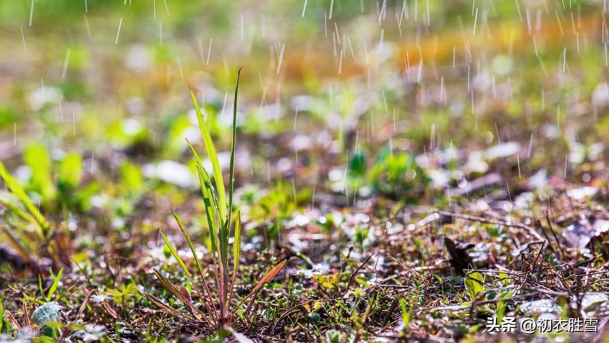 早春春雨五首古诗（时雨一番啼布谷，百室秋成在早春）