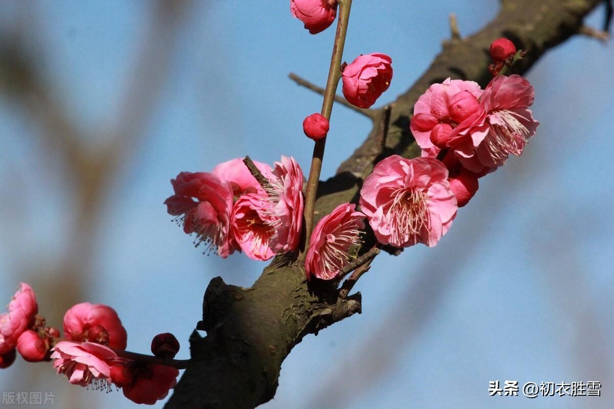 梅花笑古诗五首赏析（静看世事千年后，总在梅花一笑间）