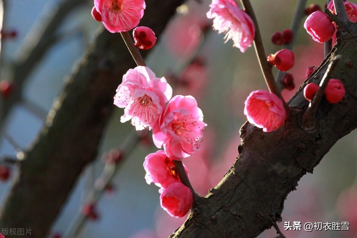 梅花笑古诗五首赏析（静看世事千年后，总在梅花一笑间）