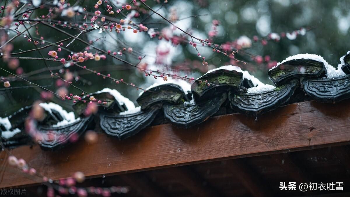 梅花笑古诗五首赏析（静看世事千年后，总在梅花一笑间）