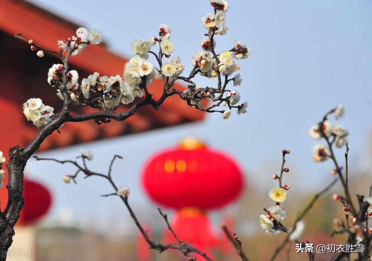 新年梅花六首优美古诗（梅花开日是新年，梅花带雪过新年）