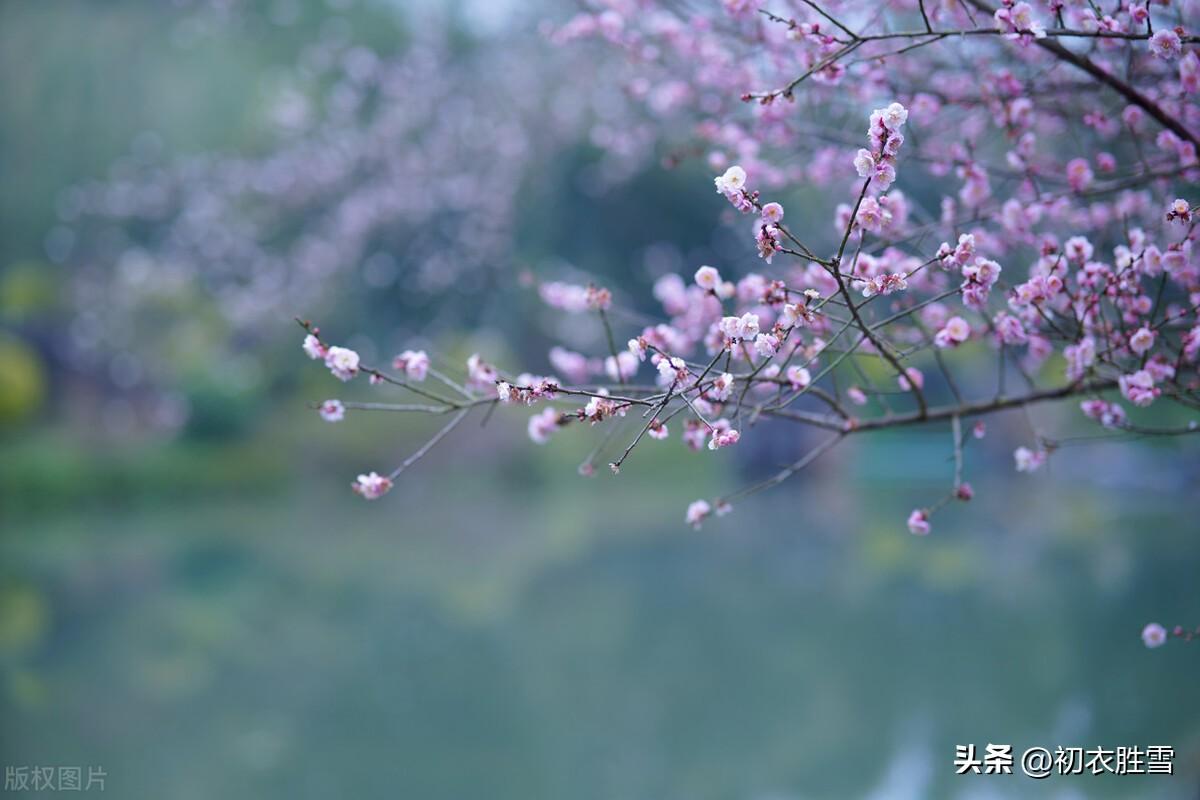 新年梅花六首优美古诗（梅花开日是新年，梅花带雪过新年）