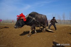 新春古诗七首赏析（岁月新更又一春，端与新年日日新）