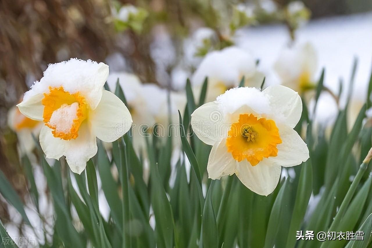 水仙古诗词六首精选（岁寒不改雪霜姿，胆瓶亲插水仙花）