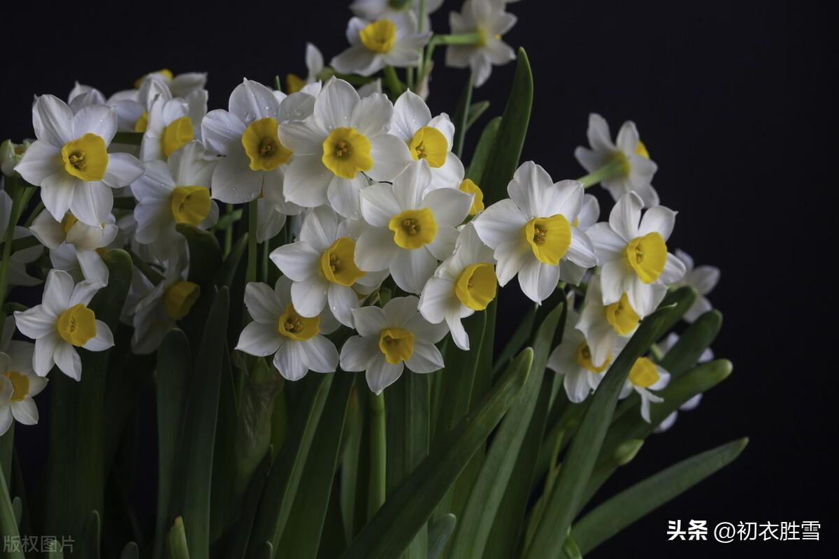 水仙古诗词六首精选（岁寒不改雪霜姿，胆瓶亲插水仙花）