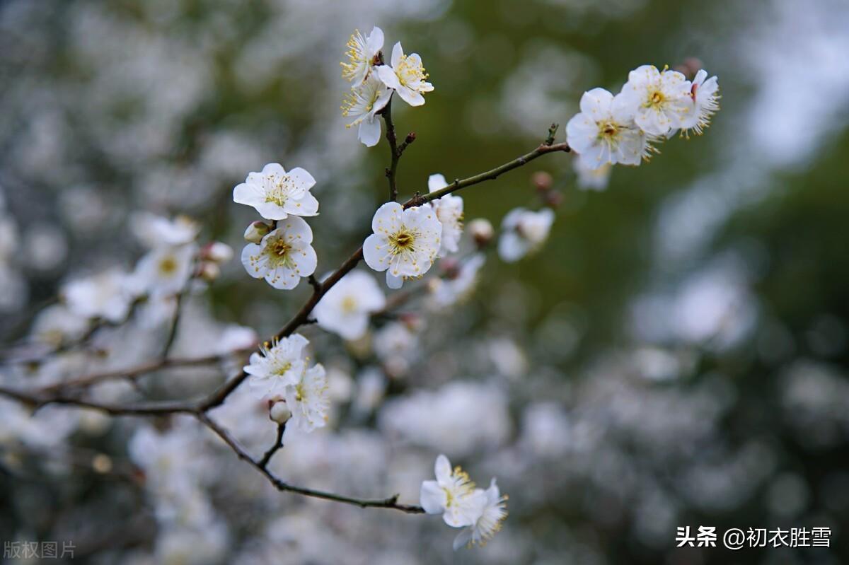 寒梅七首优美古诗（知是一生风骨健，天寒时节愈生香）