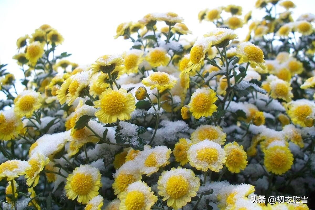 雪中冬菊五首古诗词（庭菊有佳色，相随次第雪中开）