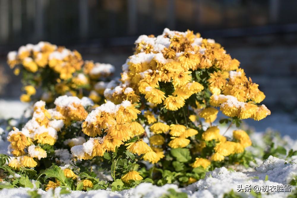 雪中冬菊五首古诗词（庭菊有佳色，相随次第雪中开）