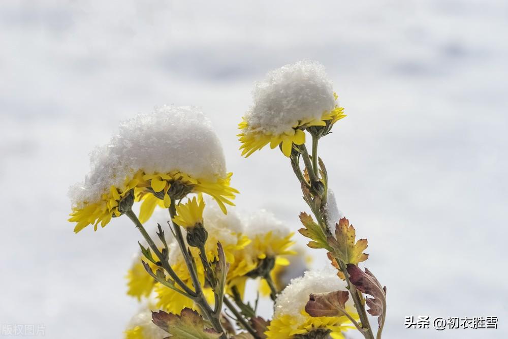 雪中冬菊五首古诗词（庭菊有佳色，相随次第雪中开）