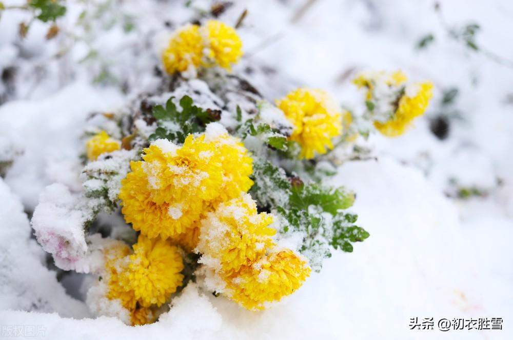 雪中冬菊五首古诗词（庭菊有佳色，相随次第雪中开）