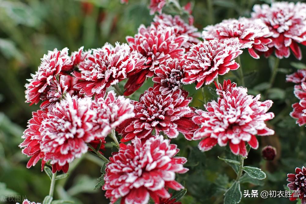 雪中冬菊五首古诗词（庭菊有佳色，相随次第雪中开）