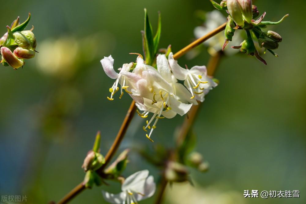 赞美冬天的优美诗句（雪意漫天噪万鸦，野藤偏有忍冬花）