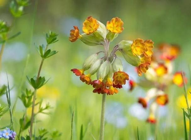 尘埃里的芬芳800记叙文（《芳香岁月》）