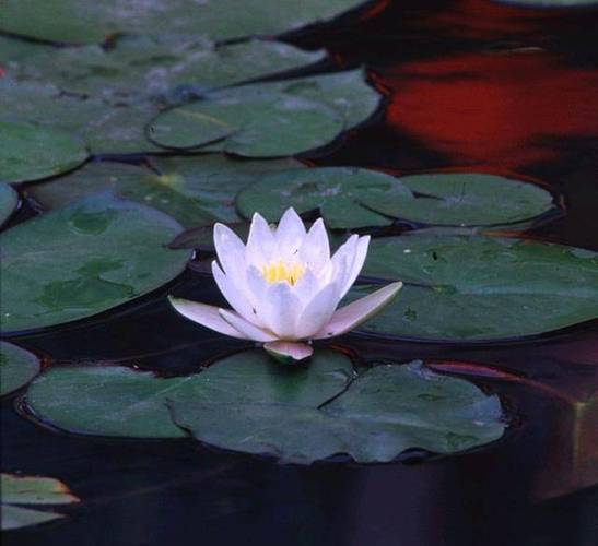 尘埃里的芬芳800记叙文（《芳香岁月》）