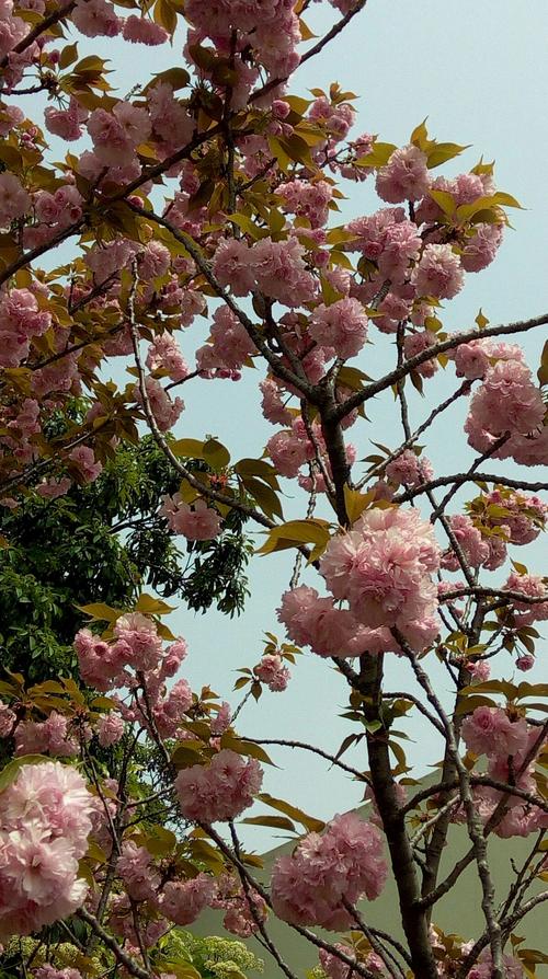 五彩缤纷 作文（《Spring'sRainbow-ATaleofaColorfulSeason》）