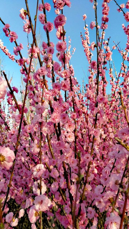 五彩缤纷 作文（《Spring'sRainbow-ATaleofaColorfulSeason》）