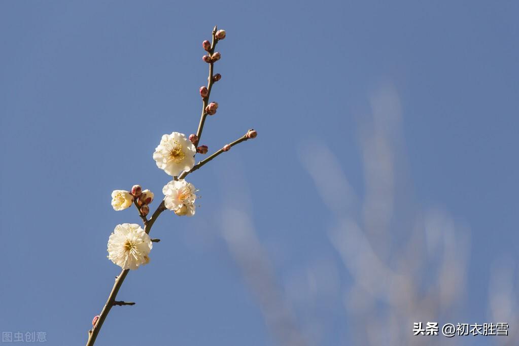 十月繁霜六首古诗词（十月繁霜唳早鸿，十月繁霜见杏花）