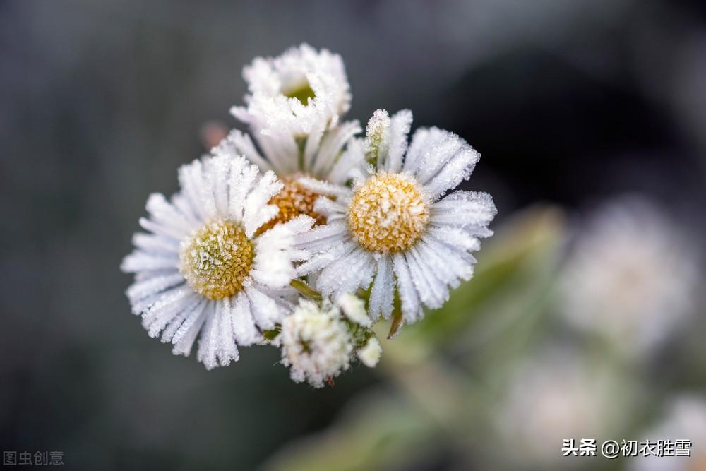 立冬节气五首优美古诗词（正似花重九，休论月孟冬）