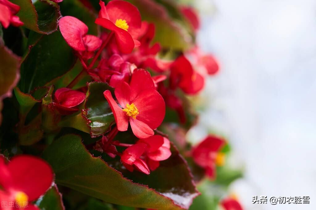 秋花秋海棠诗词八首鉴赏（离离秋草缀红芳，偏又花名唤断肠）