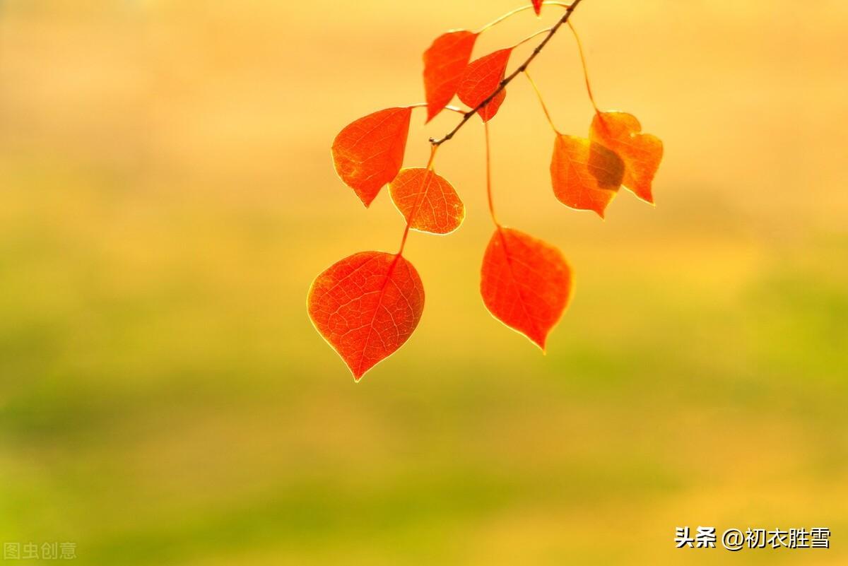 晚秋乌桕七首优美古诗（乌桕千株照眼红，始知秋叶胜秋花）