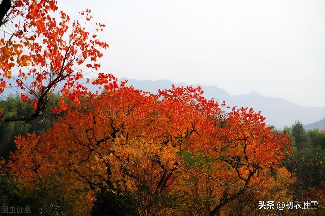 晚秋乌桕七首优美古诗（乌桕千株照眼红，始知秋叶胜秋花）