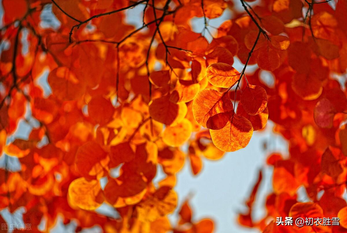 红树明丽风光七首古诗词（红树秋山近，黄华夕露深）