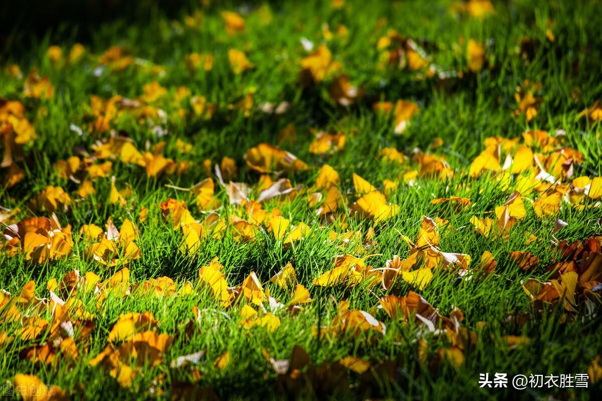 明丽黄叶五首唯美古诗词（吾心爱黄叶，书我白头吟）