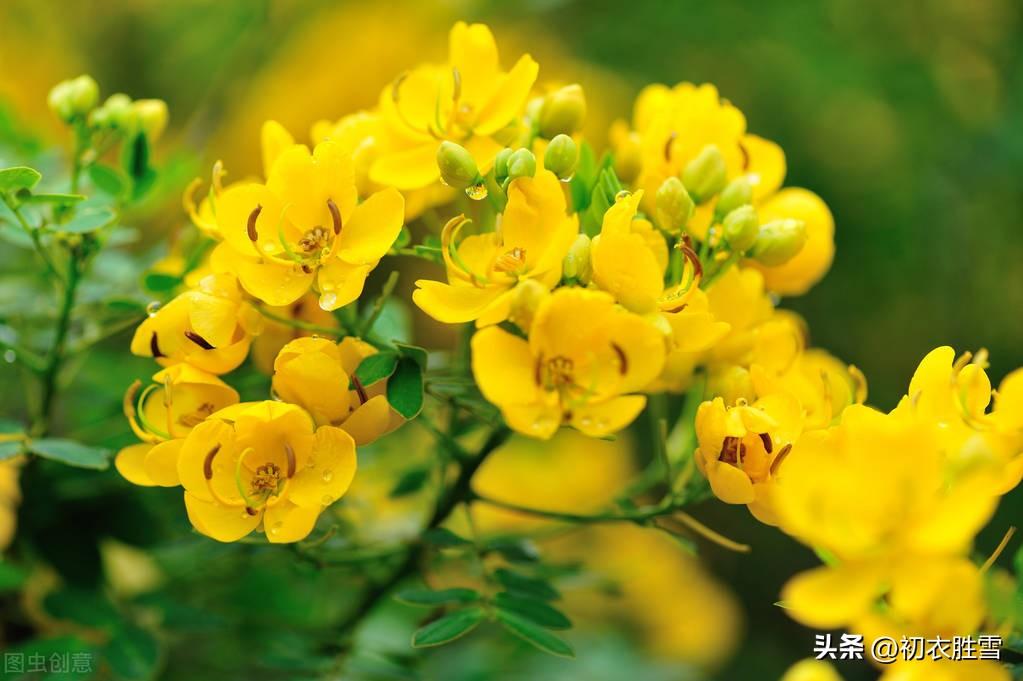 秋花决明五首唯美古诗（阶下决明颜色鲜，开花无数黄金钱）