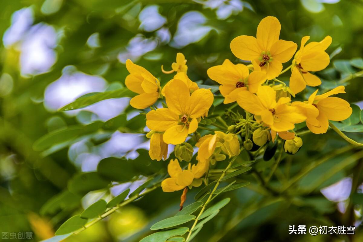 秋花决明五首唯美古诗（阶下决明颜色鲜，开花无数黄金钱）