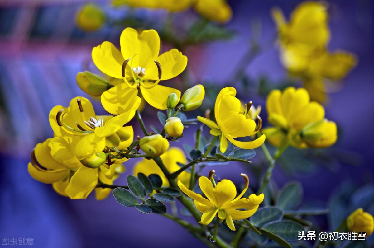 秋花决明五首唯美古诗（阶下决明颜色鲜，开花无数黄金钱）