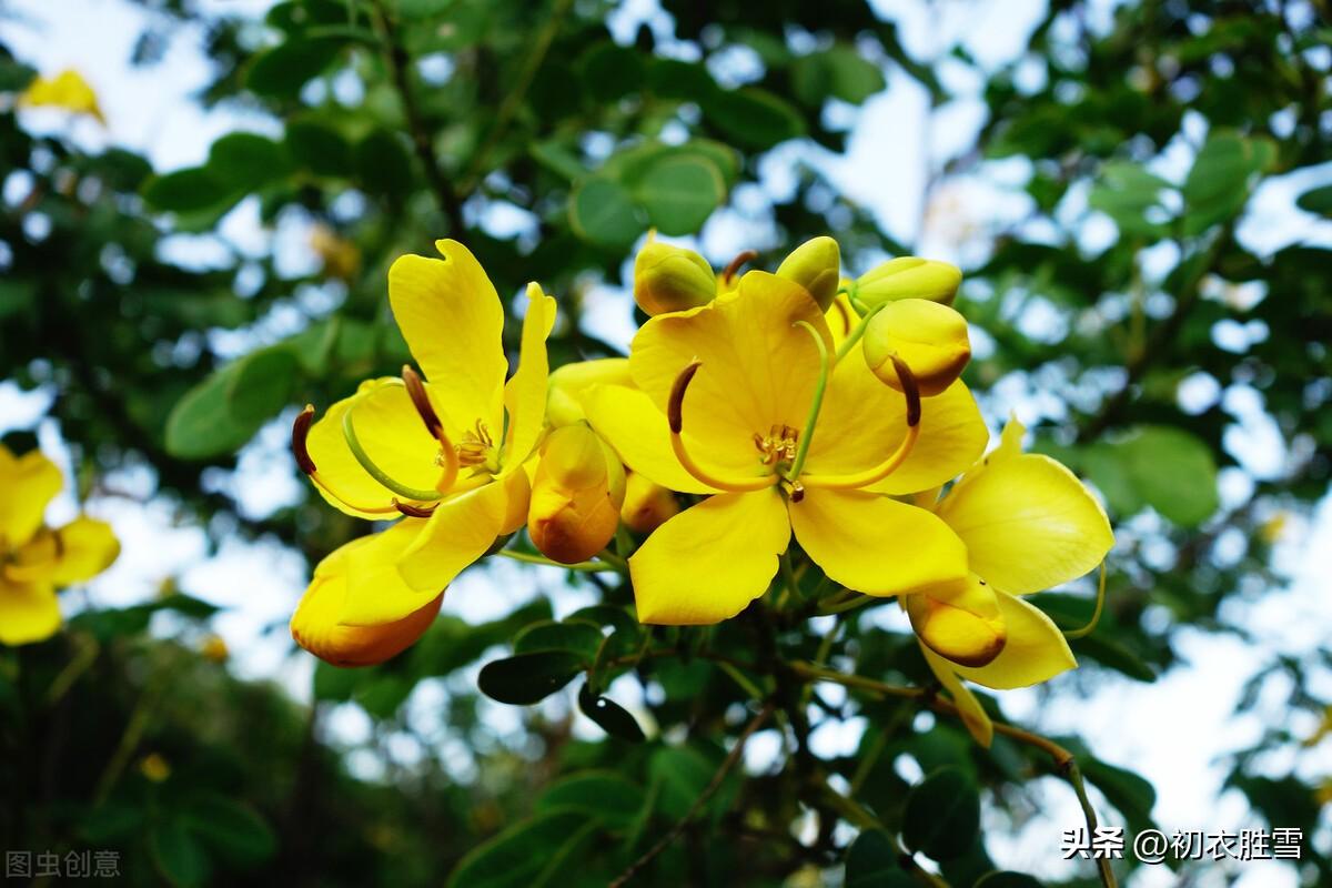 秋花决明五首唯美古诗（阶下决明颜色鲜，开花无数黄金钱）