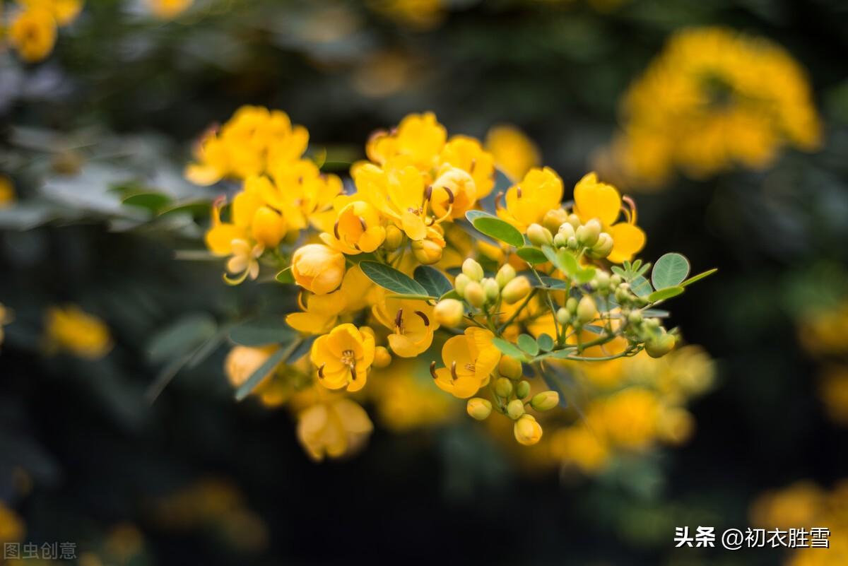 秋花决明五首唯美古诗（阶下决明颜色鲜，开花无数黄金钱）