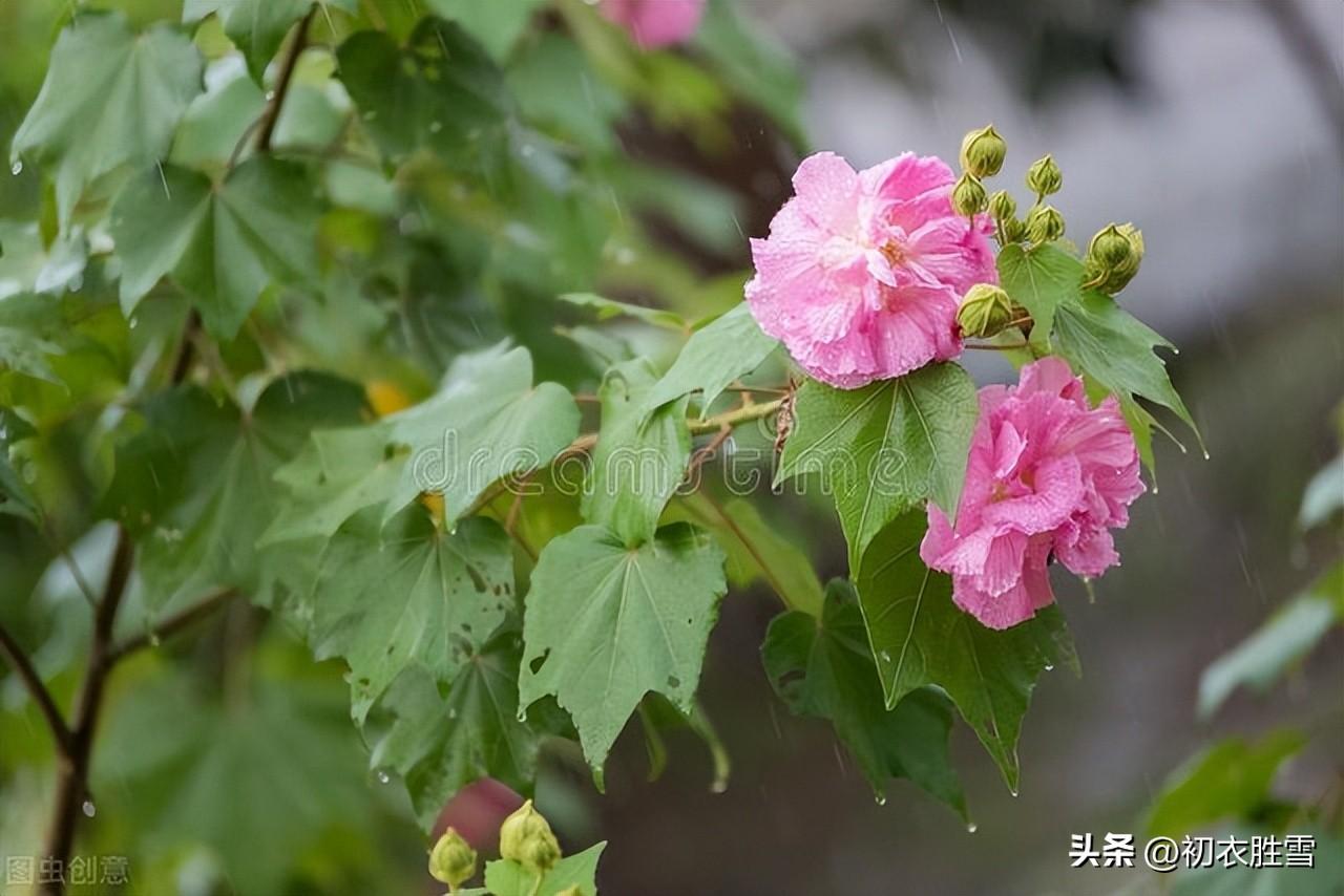 寒露节气六首优美古诗（紫葛蔓黄花，娟娟寒露中）