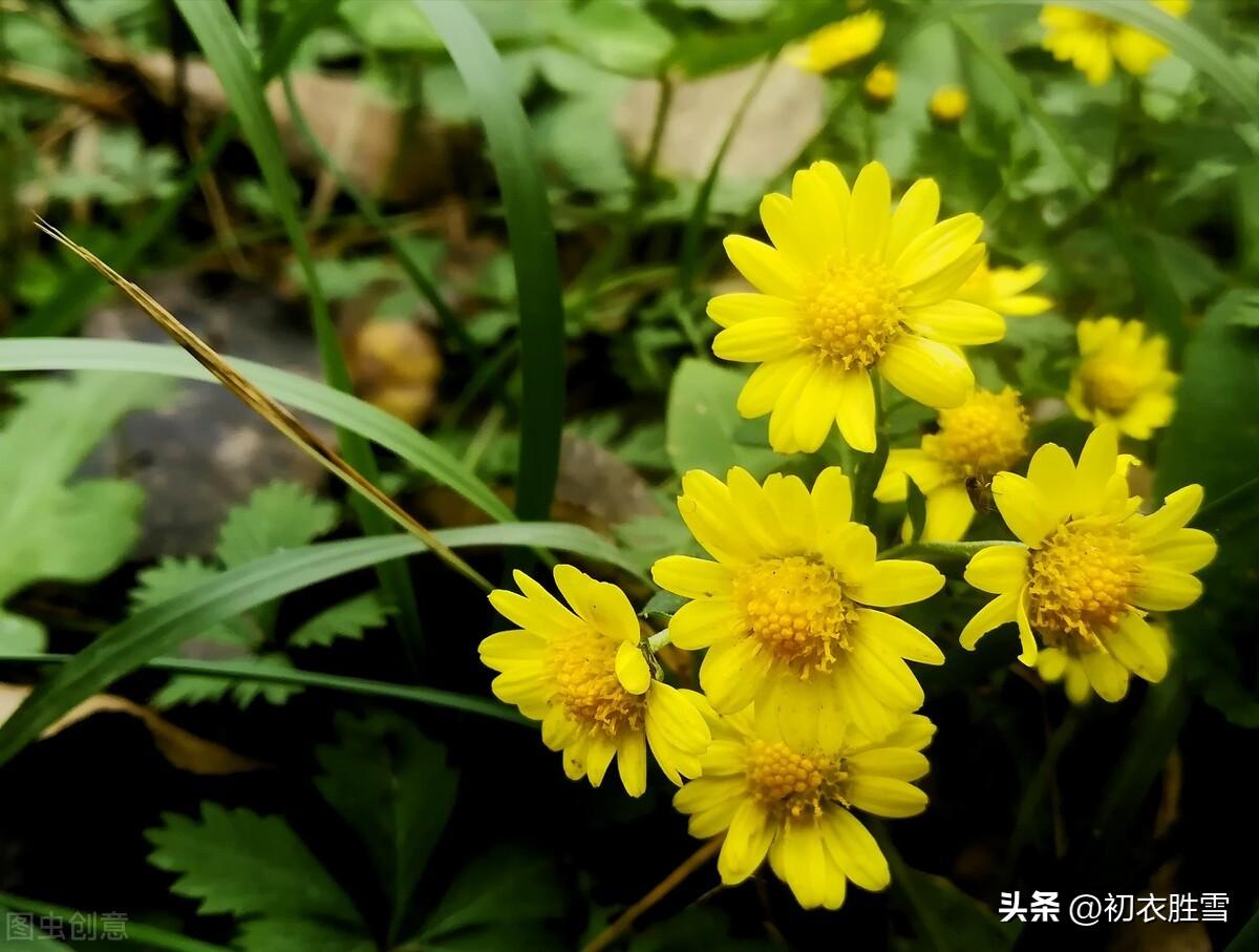 菊花唯美古诗大全（采菊东篱下，缅焉起深情）