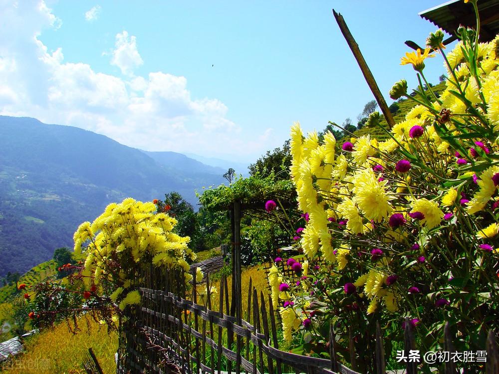 菊花唯美古诗大全（采菊东篱下，缅焉起深情）