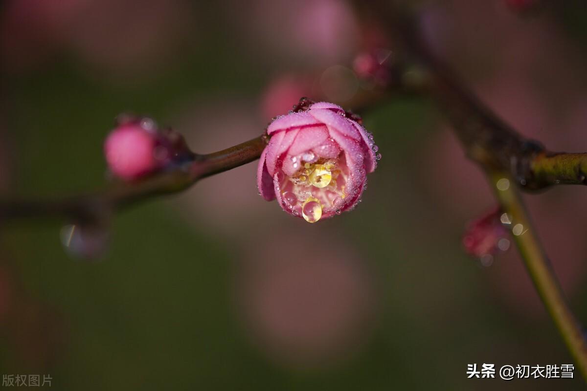 小雪节气五首古诗词（开从小雪入新年，看到梅花又一年）