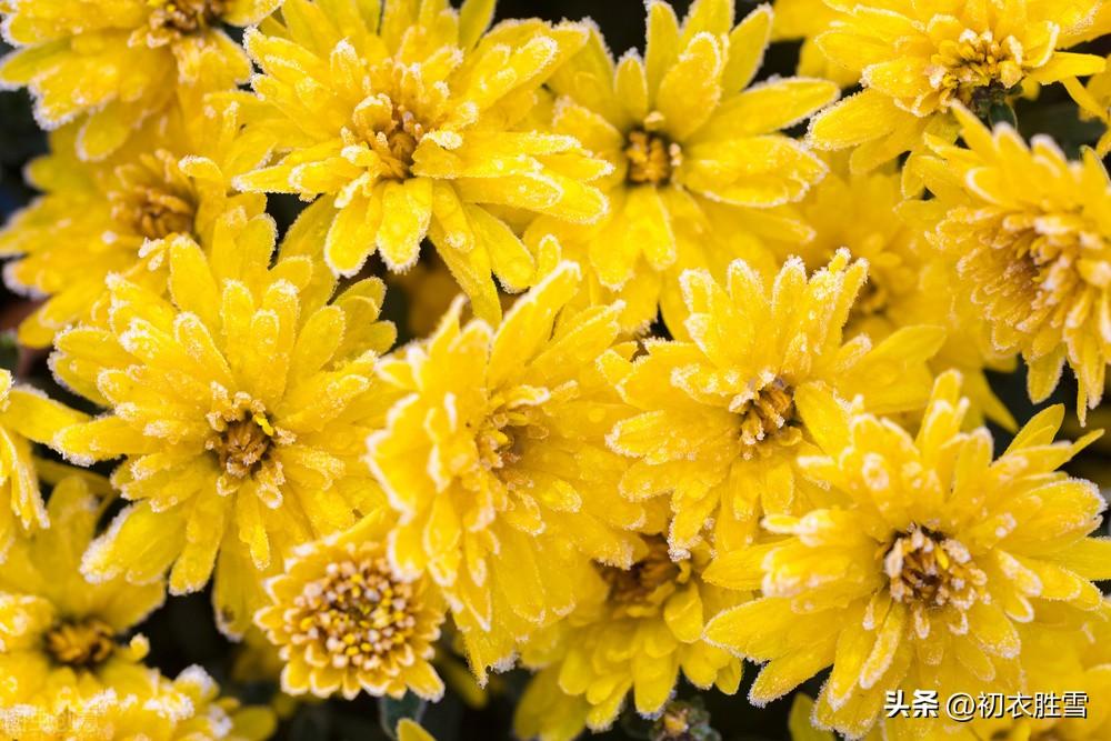 小雪节气六首唯美古诗（小雪如春暖，黄花夹杏开）