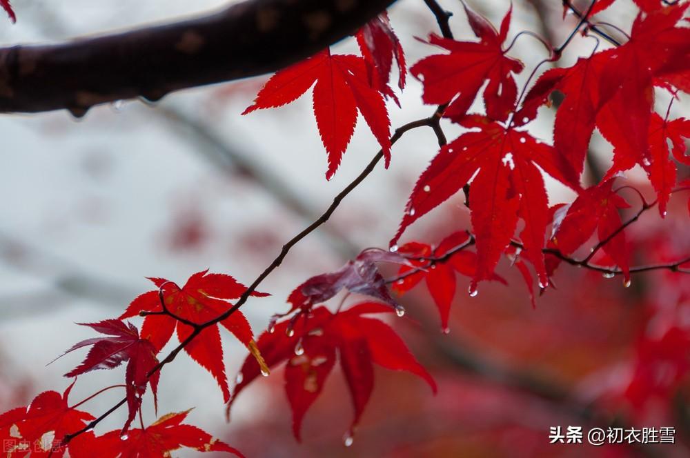 十月小雪节气六首古诗（小雪未成寒，清醉亦陶然）