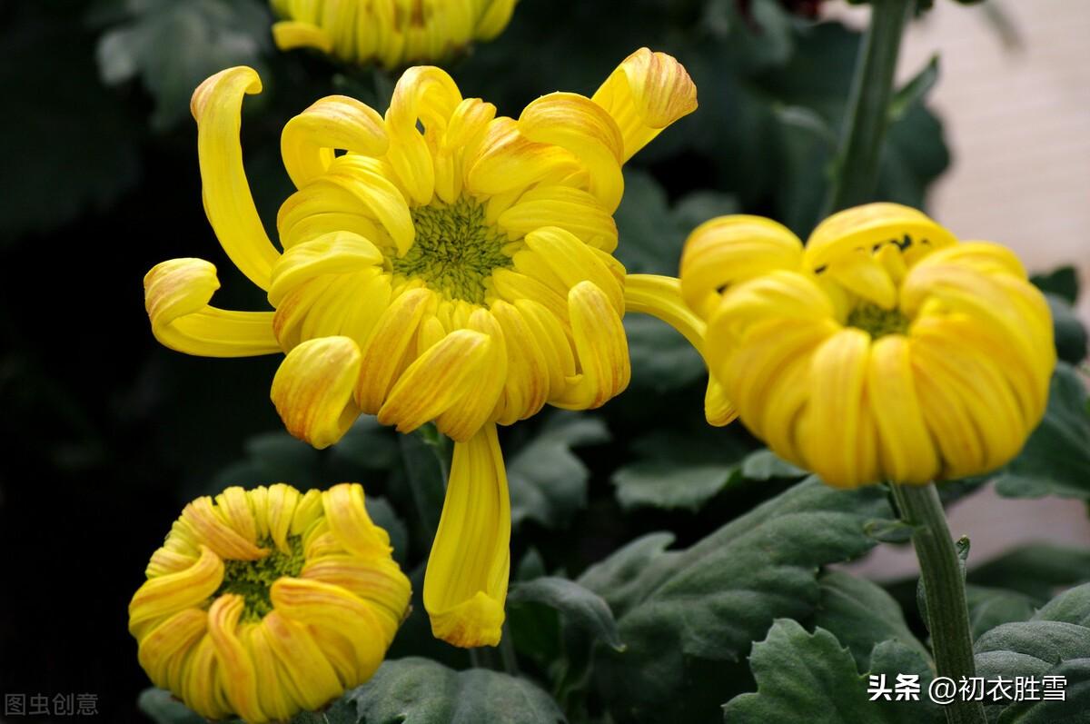 十月菊六首古诗词（微红浅白深黄菊，十月花开直到根）