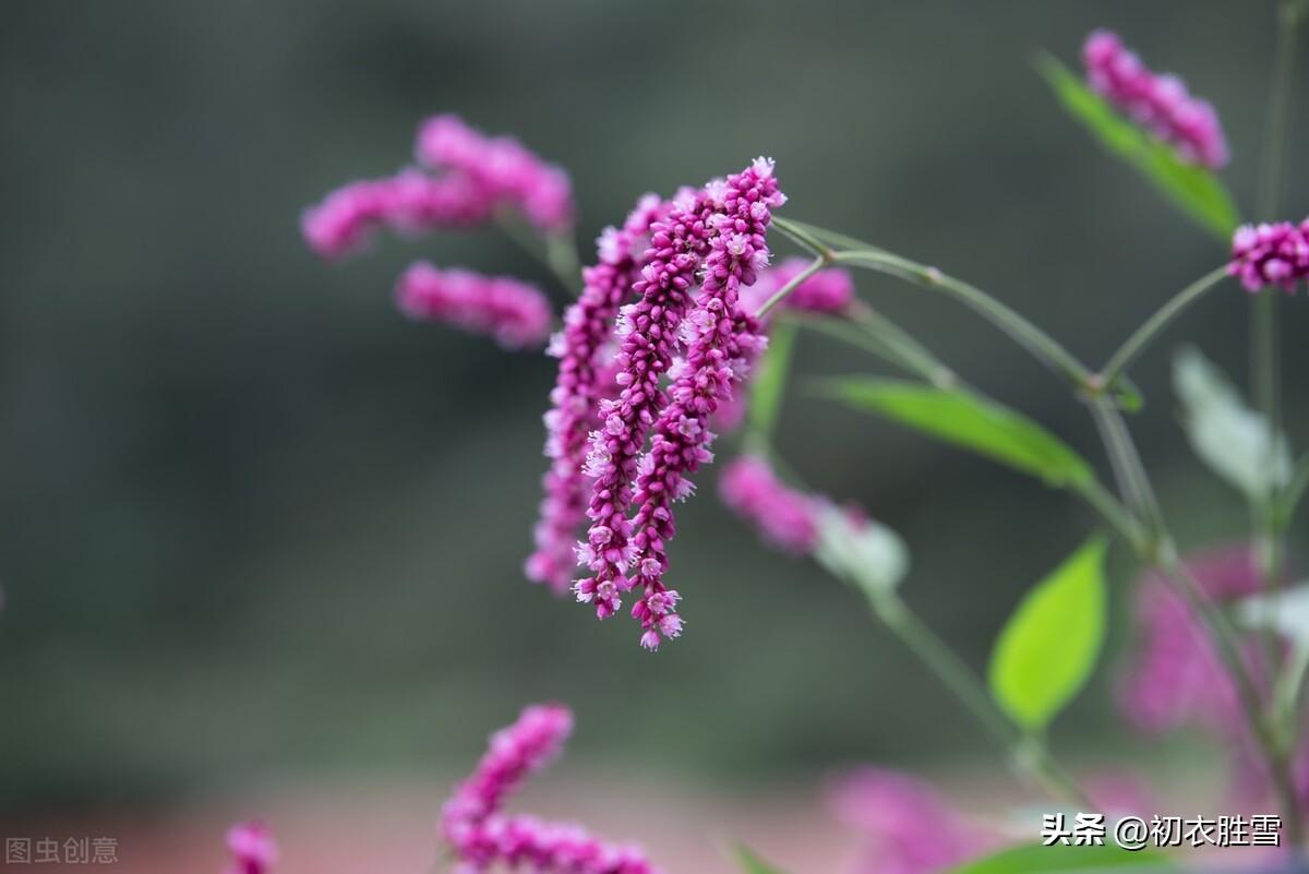 初冬小春七首古诗词（小春天气晴偏好，小春天气野花红）