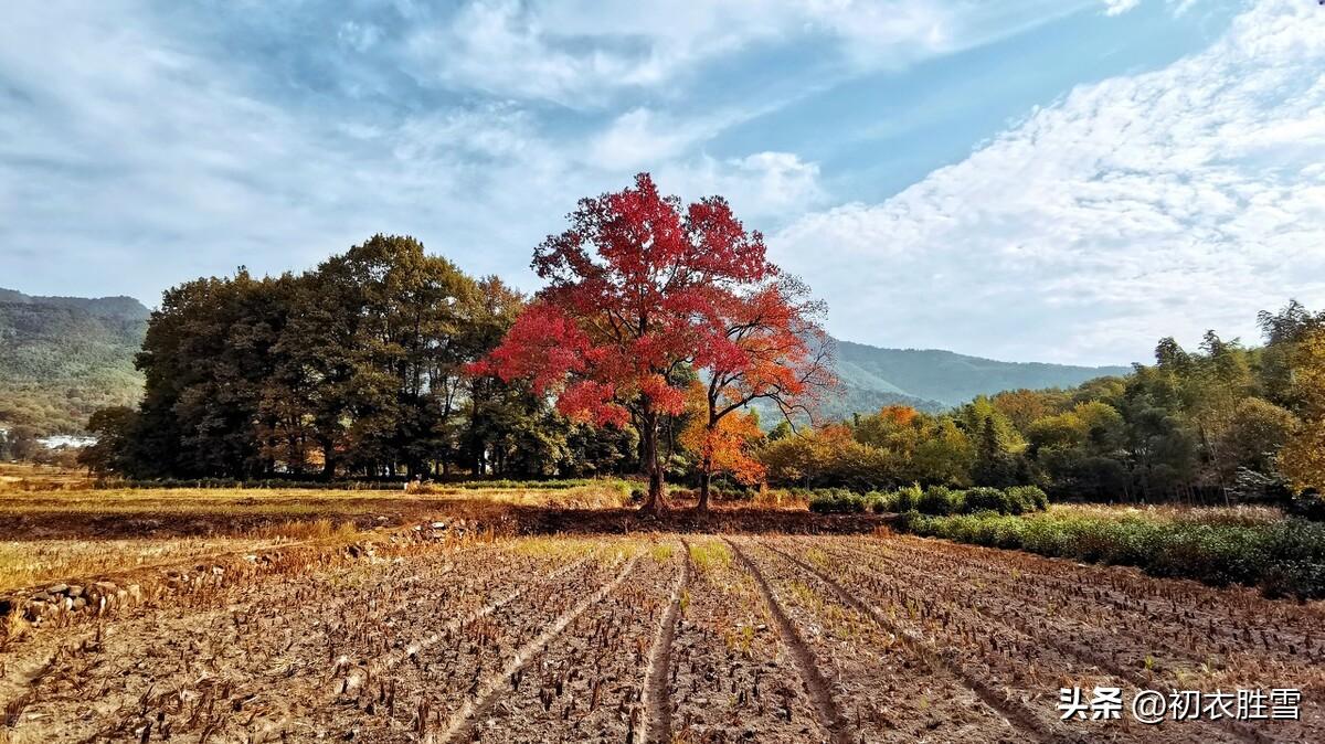 初冬小春七首古诗词（小春天气晴偏好，小春天气野花红）