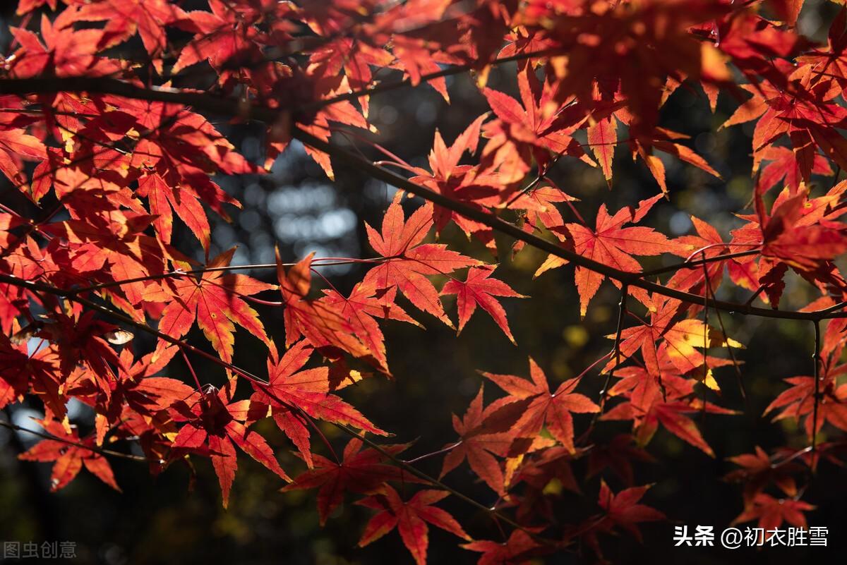 早冬红叶五首赏析（初冬景物未萧条，红叶青山色尚娇）