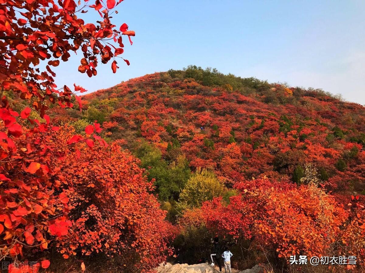 早冬红叶五首赏析（初冬景物未萧条，红叶青山色尚娇）