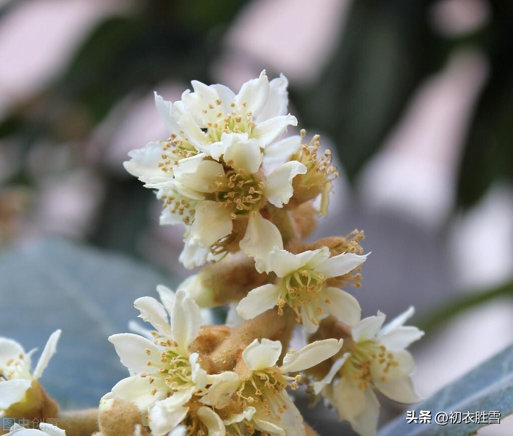 初冬枇杷花五首古诗词（一树枇杷已著花，枇杷又放隔年花）