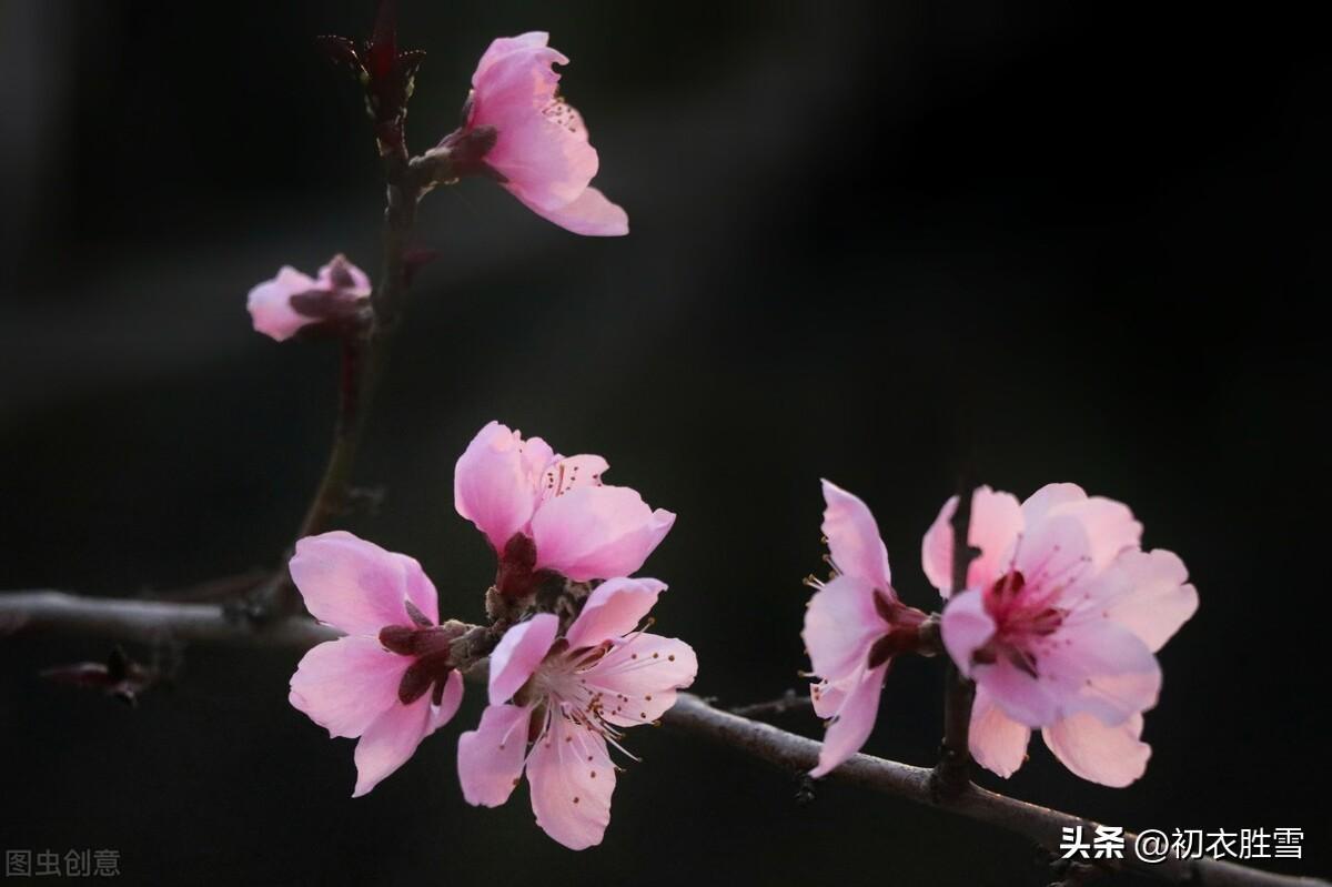 初冬小春古诗词五首赏析（小春天气恼人浓，野花犹向涧边红）