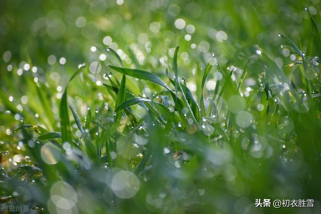 白露节气白露六首古诗词（绿草未倾色，白露已盈庭）