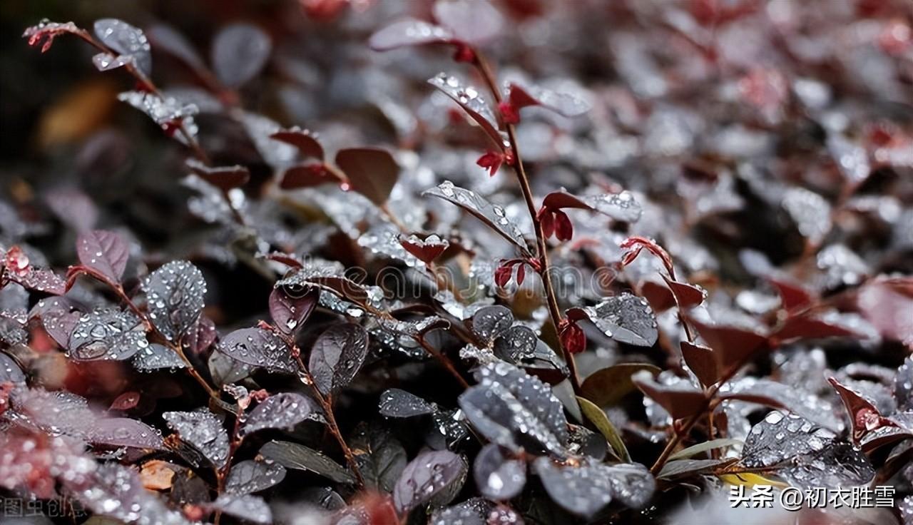 白露节气白露六首古诗词（绿草未倾色，白露已盈庭）